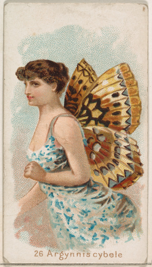 Issued by William S. Kimball & Company | Card 26, Argynnis Cybele, from ...