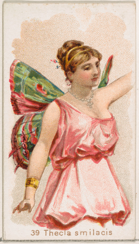 Card 39, Thecla Smilacis, from the Butterflies series (N183) issued by Wm. S. Kimball & Co.