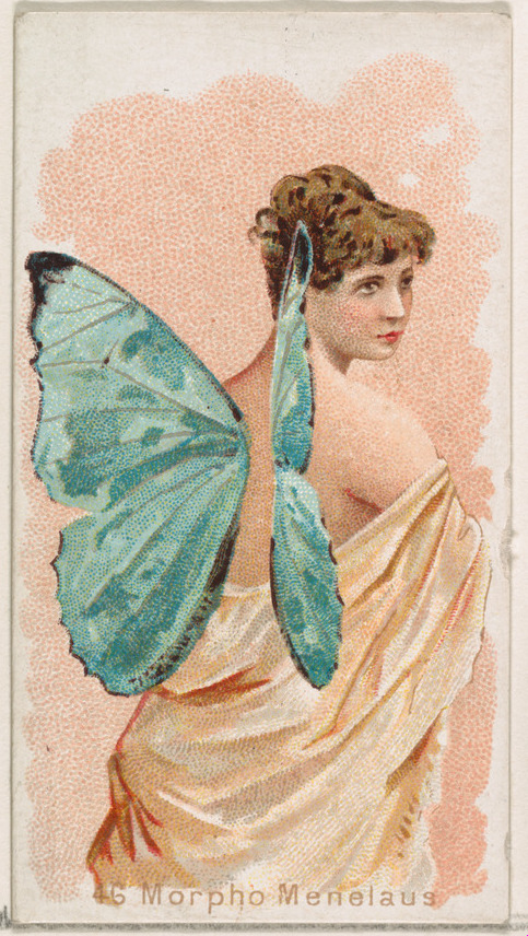 Issued by William S. Kimball & Company | Card 46, Morpho Menelaus, from ...