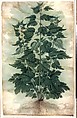 Botanical Specimen (Motherwort or "Leonurus cardiaca"), Jacopo Ligozzi (Italian, Verona 1547–1627 Florence), Brush with watercolor and gouache on vellum