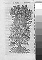 Theatrum Botanicum, the Theatre of Plants or An Universal and Compleat Herball., John Parkinson (British, 1567–1650), Illustrations: engraving, woodcut