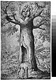The Beech Tree of the Madonna at La Verna, Jacopo Ligozzi (Italian, Verona 1547–1627 Florence), Pen and brown ink, brush and brown wash and with traces of gray wash, over black chalk