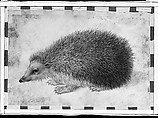A Hedgehog (Erinaceus roumanicus), Hans Hoffmann (German, Nuremberg ca. 1545/1550–1591/1592 Prague), Watercolor and gouache