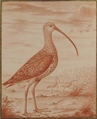 Curlews and Ducks, Nicolas Robert (French, Langres 1614–1685 Paris), Red chalk