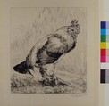 The Old Cock, Félix Bracquemond (French, Paris 1833–1914 Sèvres), Etching
