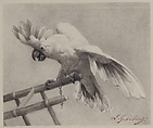 The Angry Parrot, Jean-Georges Vibert (French, Paris 1840–1902 Paris), Wash and Chinese white