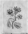 Flowers, from "Nouvelle Suite de Cahiers de Fleurs idéales a l'usage des dessinateurs et des peintres", Jean Pillement French, Etching, inked à la poupée