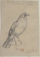 A European Jay, Charles Meryon (French, 1821–1868), Graphite