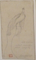 A Bird of Paradise, Charles Meryon (French, 1821–1868), Graphite
