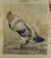 The Old Cock, Félix Bracquemond (French, Paris 1833–1914 Sèvres), Watercolor over black chalk