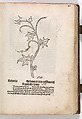 Gart der  gesuntheit - Ortus sanitatis (Herbarius), Peter Schöffer the Elder (German, Gernsheim 1425–1503 Mainz), plates: hand colored woodcuts