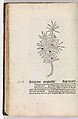 Gart der  gesuntheit - Ortus sanitatis (Herbarius), Peter Schöffer the Elder (German, Gernsheim 1425–1503 Mainz), plates: hand colored woodcuts