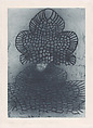 Novalis, Terry Winters  American, Etching, open bite etching, and aquatint printed in one color