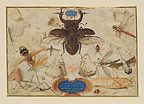 Insects and the Head of a Wind God, Joris Hoefnagel (Netherlandish, Antwerp 1542–1600 Vienna), Pen and brown ink, colored washes, gold paint, on vellum
