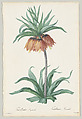 Plate 131, Fritillaria Imperialis, from "Les Liliacées", Pierre Joseph Redouté  French, Stipple engraving with hand coloring