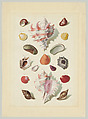 Plate IX, from "Choix de Coquillages et de Crustacés", Franz Michael Regenfuss German, Hand-colored engraving