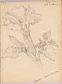 Album of American Wildflower Drawings, Margaret Neilson Armstrong American, Pen and ink and graphite