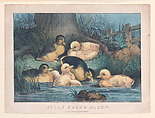 Jolly Young Ducks, Frances Flora Bond Palmer American, born England, Hand-colored lithograph