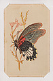 Butterfly card from the Butterflies and Moths of America series, Louis Prang & Co.  American, Lithograph