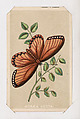 Acraea Vesta butterfly card from the Butterflies and Moths of America series, Louis Prang & Co.  American, Lithograph