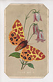 Tiger Moth card from the Butterflies and Moths of America series, Louis Prang & Co.  American, Lithograph