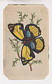 Cynthia Cenone butterfly card from the Butterflies and Moths of America series, Louis Prang & Co.  American, Lithograph