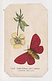 The Senitorial Dryocampa moth card from the "Butterflies and Moths of America" series, Louis Prang & Co.  American, Lithograph