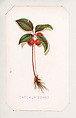 Checker Berry card from the Plant with Root series, Louis Prang & Co.  American, Lithograph