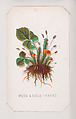 Moss & Gold Thread card from the Plant with Root series, Louis Prang & Co.  American, Lithograph