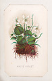 White Violet card from the "Plant with Root" series, Louis Prang & Co.  American, Lithograph