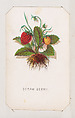 Straw Berry card from the Plant with Root series, Louis Prang & Co.  American, Lithograph