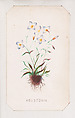 Houstonia card from the Plant with Root series, Louis Prang & Co.  American, Lithograph