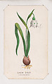 Snow Drop card from the Plant with Root series, Louis Prang & Co.  American, Lithograph