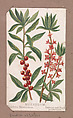 Mezereum from the Plants series, Louis Prang & Co. American, Lithograph