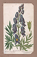 Monkshood from the Plants series, Louis Prang & Co. American, Lithograph