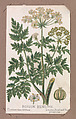 Poison Hemlock from the Plants series, Louis Prang & Co. American, Lithograph