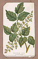 Poison Ivy from the Plants series, Louis Prang & Co. American, Lithograph