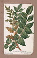 Poison Sumach from the Plants series, Louis Prang & Co. American, Lithograph