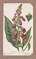 Purple Foxglove from the Plants series, Louis Prang & Co.  American, Lithograph