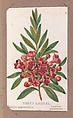 Sheep Laurel from the Plants series, Louis Prang & Co.  American, Lithograph