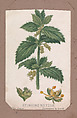 Stinging Nettle from the Plants series, Louis Prang & Co.  American, Lithograph