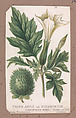 Thorn Apple or Stramonium from the Plants series, Louis Prang & Co.  American, Lithograph