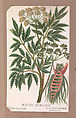 Water Hemlock from the Plants series, Louis Prang & Co.  American, Lithograph