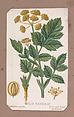 Wild Parsnip from the Plants series, Louis Prang & Co.  American, Lithograph