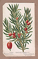 Yew (Ground Hemlock) from the Plants series, Louis Prang & Co.  American, Lithograph