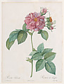 ‘Empress Josephine’ or Frankfort Rose (Rosa turbinata), from Claude-Antoine Thory, Les Roses, Pierre Joseph Redouté  French, Colored stipple engraving