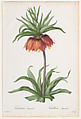 Crown Imperial (Fritillaria imperialis), from Les Liliacées, Pierre Joseph Redouté  French, Colored stipple engraving