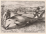 A beached pilot whale near Zandvoort on 21 November, 1594, Hendrick Goltzius  Netherlandish, Etching and engraving