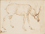 Studies of a Stag, Attributed to Stefano da Verona (Stefano di Giovanni d'Arbosio di Francia) (Italian, Paris or Pavia ca. 1374/75–after 1438 Verona), Pen and brown ink
