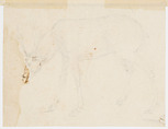 Studies of a Stag, Attributed to Stefano da Verona (Stefano di Giovanni d&#39;Arbosio di Francia) (Italian, Paris or Pavia ca. 1374/75–after 1438 Verona), Pen and brown ink